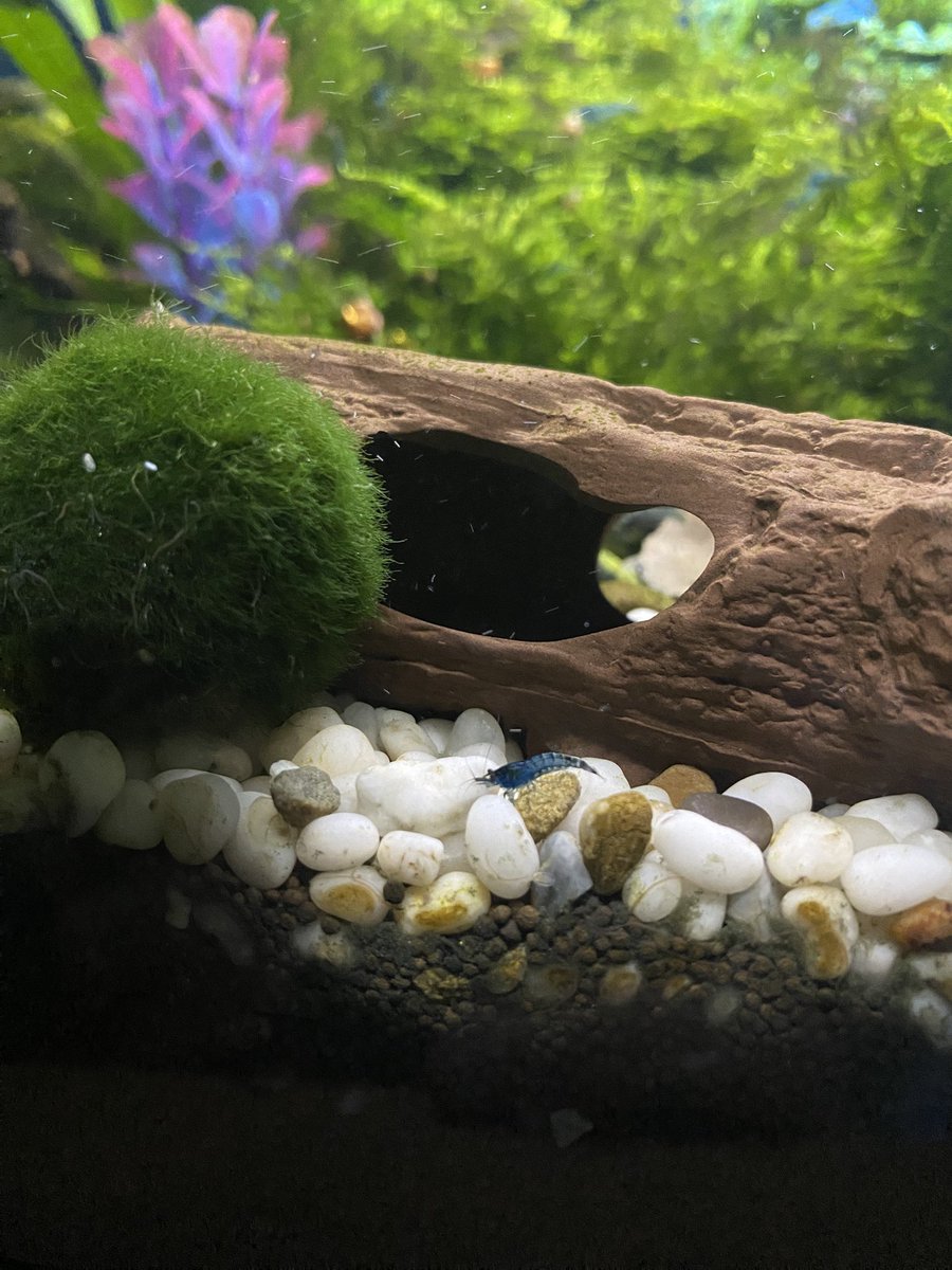 uvarov_max's tweet photo. The little shrimps are here https://t.co/WFY9b3IiIV