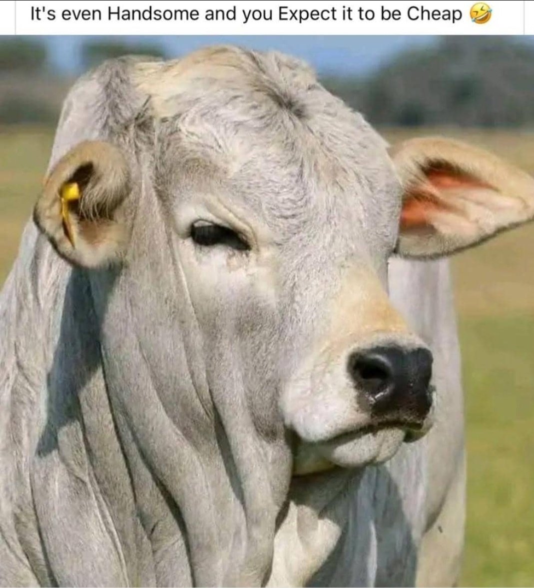 veryloudohn's tweet image. Very handsome🤣