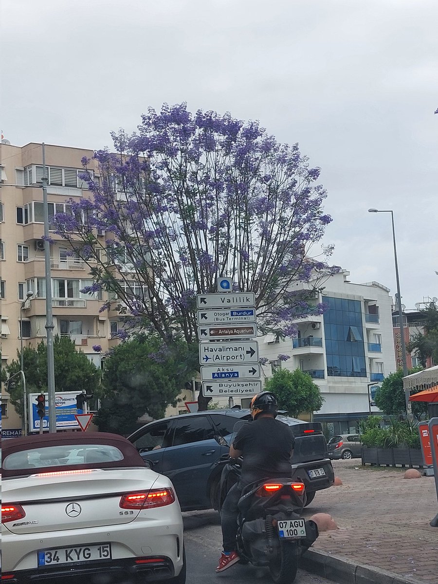 agunda_mi's tweet photo. Sizce de bu bahar daha bi coşkun, rengarenk gelmedi mi yoksa sadece Antalya kendi ekseninde mi coştu? Her dışarı çıkışımda bakakalıyorum çiçeklenmiş ağaçlara, güllere, yabani çiçeklere. https://t.co/efRHC1aYKJ