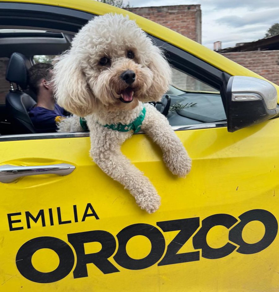 #DiaDelPerro Feliz día a la mejor creación del universo 🐶💜 y que nadie diga lo contrario. Fin🥰 #CocoLiberal