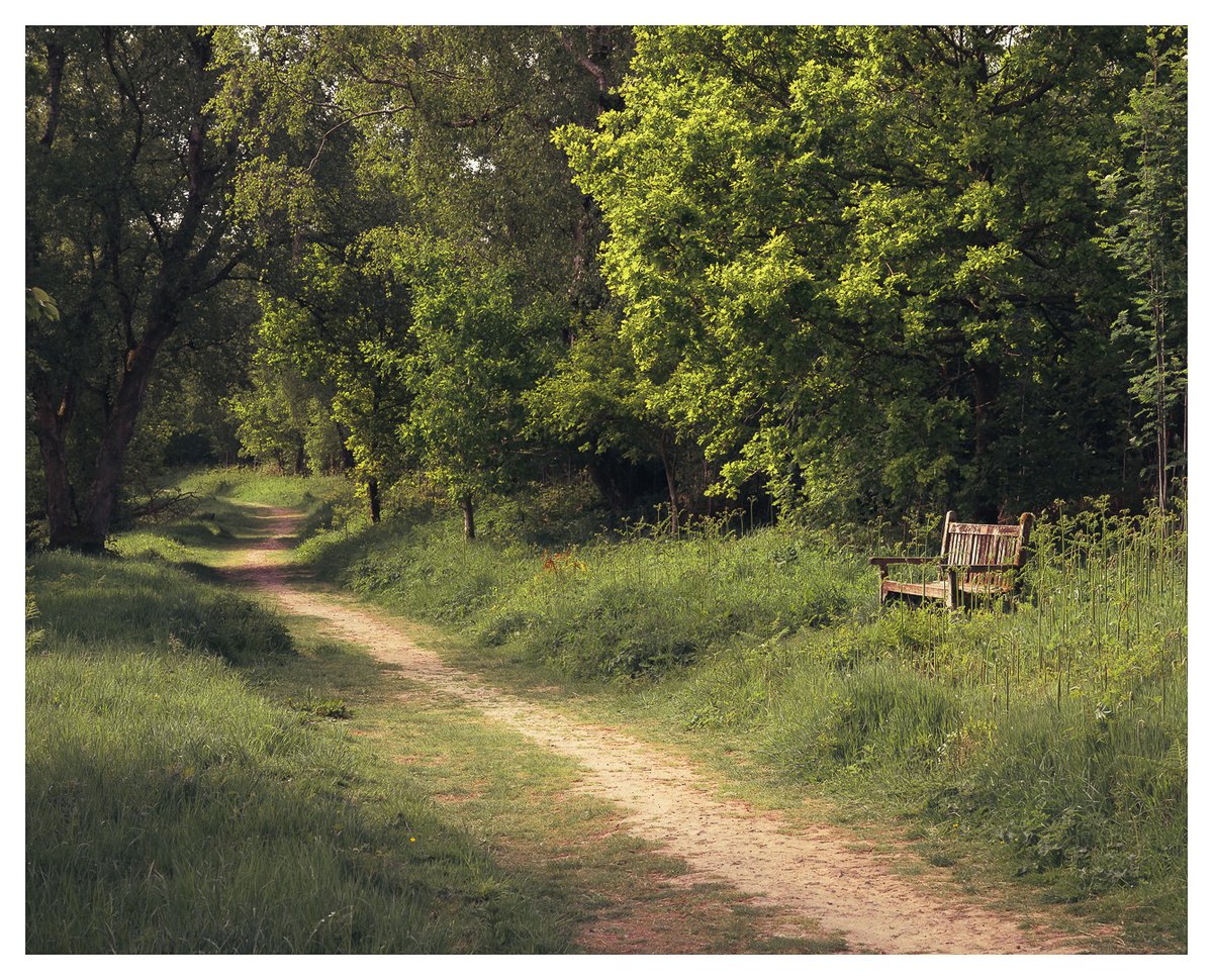 martynsmithson0's tweet photo. Recent walk Through Dalby Forest, North Yorkshire. #dalby #dalbyforest @ThePhotoHour @forestyengland #woodlandphotography https://t.co/yU65FwAMWh