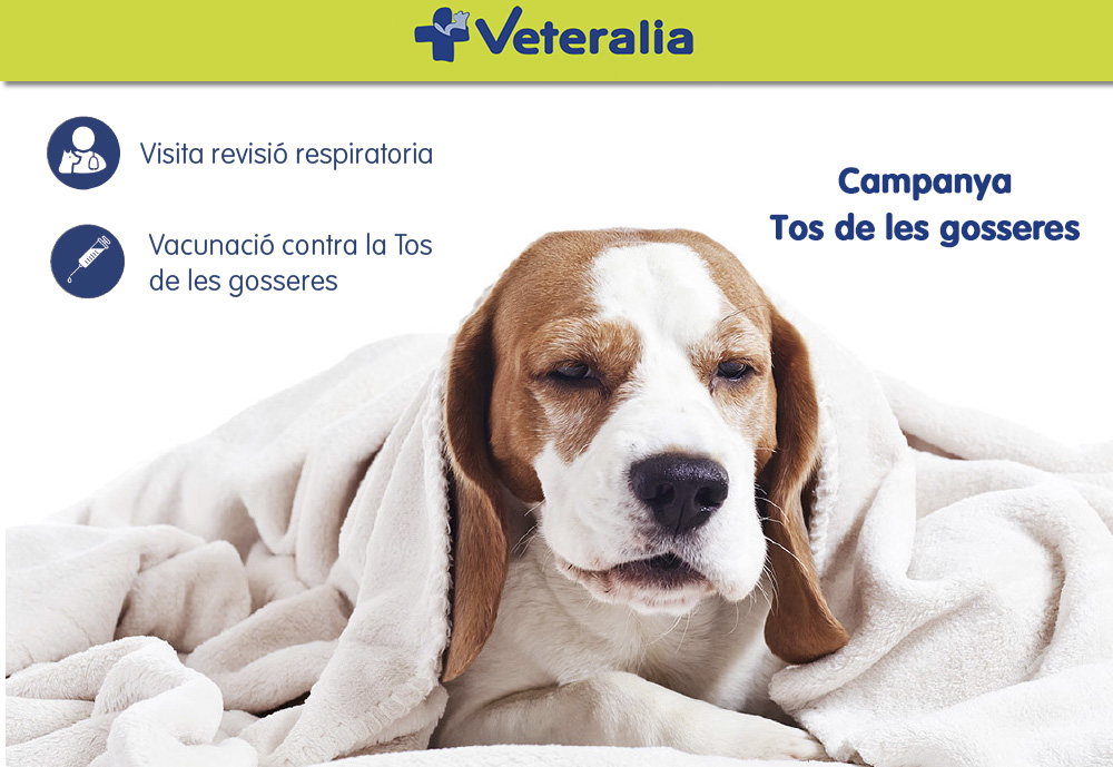 Veteralia's tweet photo. S'acosten dates amb les primeres calors i on augmenten canvis de temperatura sobtats entre interior/exterior, trasllats a residències i els contactes entre gossos. És important prevenir algunes malalties #Tosdelesgosseres. Informa't al teu #CentreVeteralia de confiança! https://t.co/k3WnV8CPi3