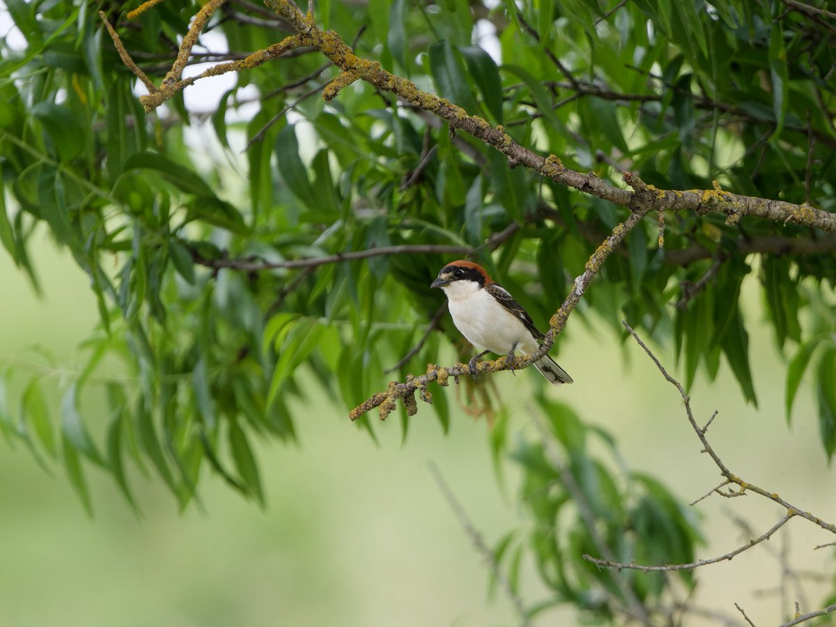 Mariposillas y pajaro ...yayaya