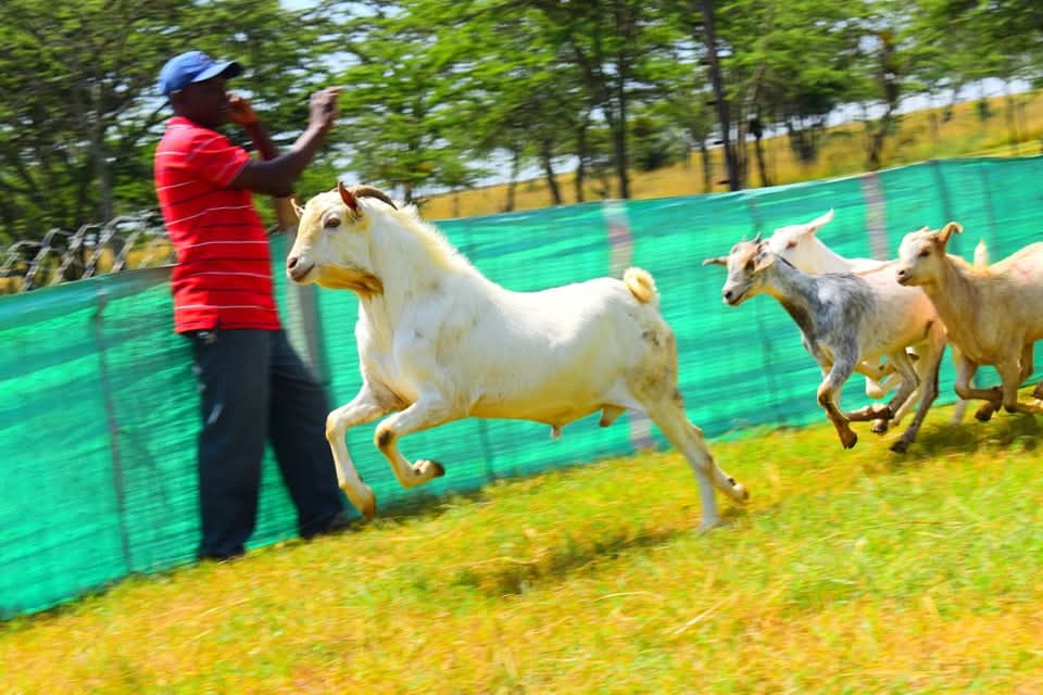 Lalanasilodge's tweet photo. Join us for an unforgettable day of fun, excitement, and pure adrenaline at the GOAT DERBY – the most thrilling and entertaining event of the season!

📍 Venue: Lalanasi Lodge
🗓 Date: 14th June 2025
📌 Location: Just 7km off the Nyeri-Nyahururu Highway https://t.co/wp1wLX1AKT
