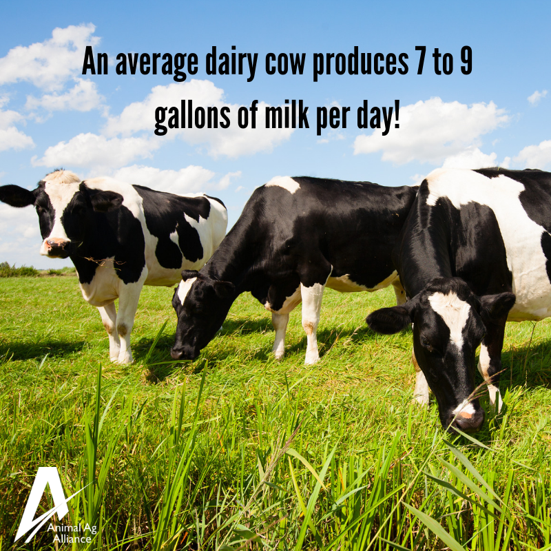 Ever wonder how much milk a dairy cow produces a day? 🥛 bit.ly/2Ji6KIs #DairyMonth