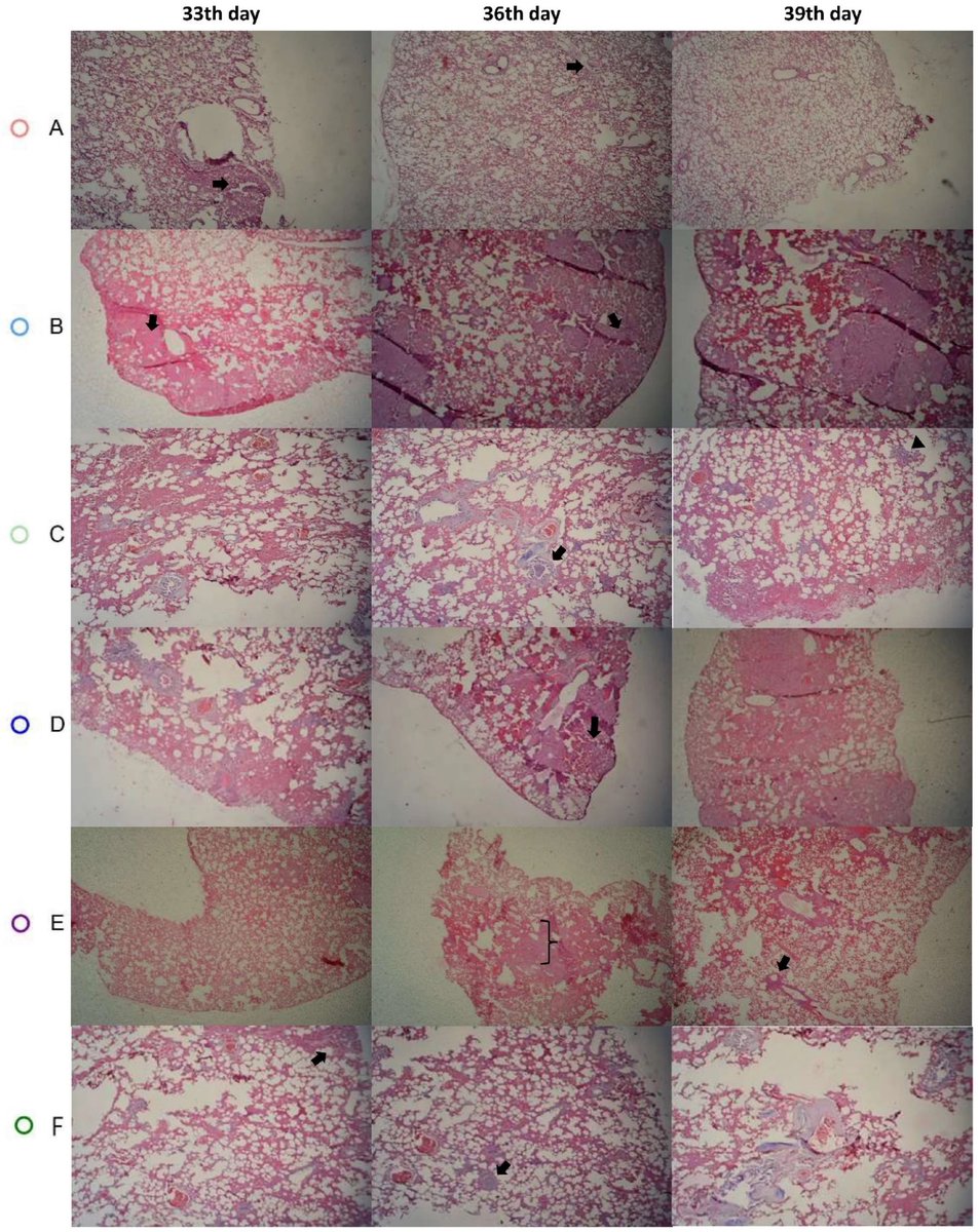 The findings highlight the potential of a combined BCG and SCV2 vaccination strategy with an emphasis on dose to provide robust protection against severe COVID-19 outcomes and underscore the role of BCG as an immunological adjuvant to improve vaccine efficacy. 2/2