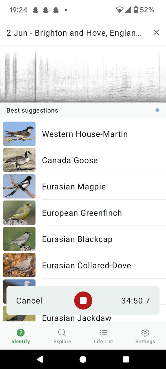 stevie128k's tweet image. Merlin thinks my neighbour who is constantly shouting at her kids is a Canadian goose.