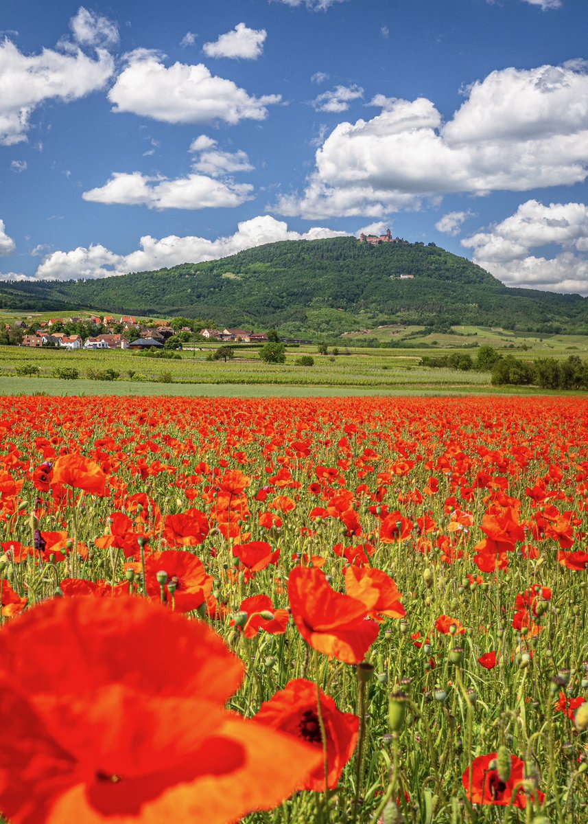 CedricSchell's tweet image. Mes plus belles photos de coquelicots.