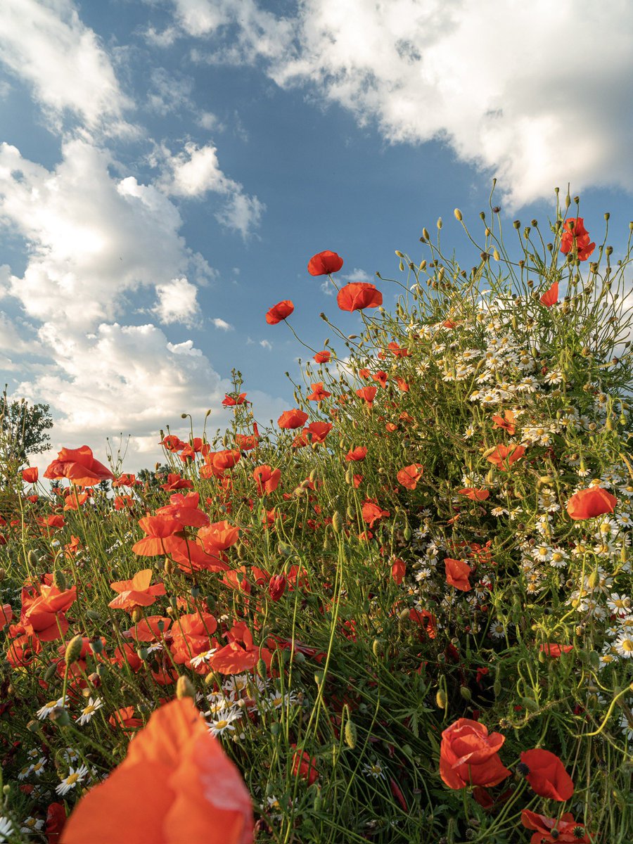 CedricSchell's tweet image. Mes plus belles photos de coquelicots.