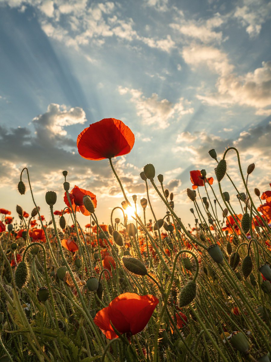 CedricSchell's tweet image. Mes plus belles photos de coquelicots.