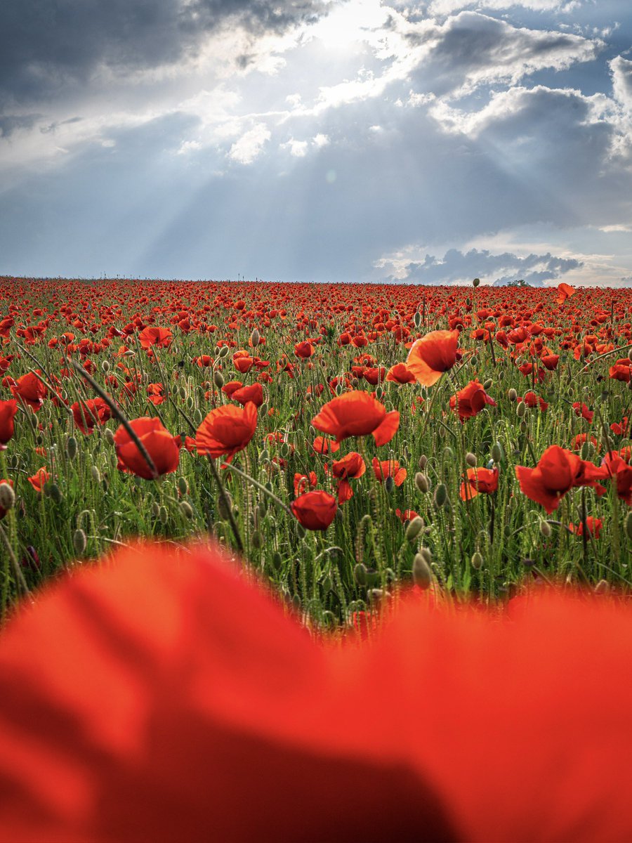 CedricSchell's tweet image. Mes plus belles photos de coquelicots.