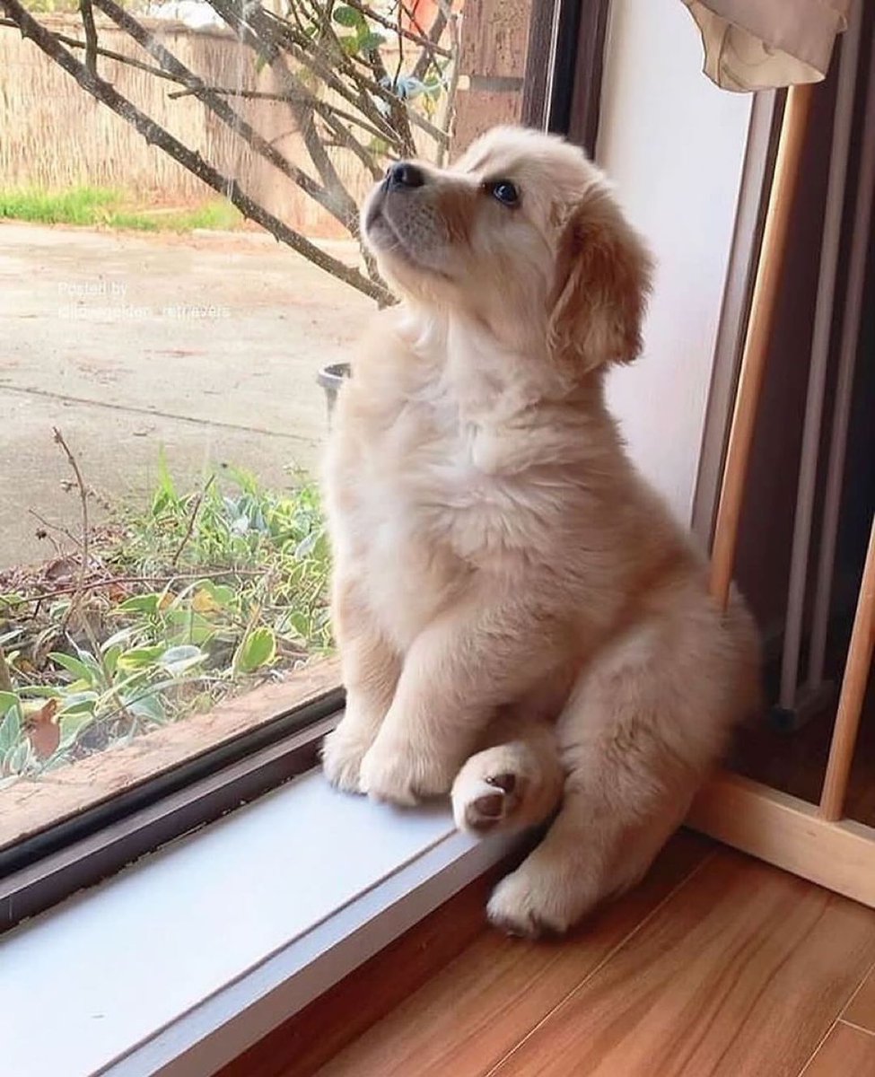 Omg....puppy is so cute🥰🥰