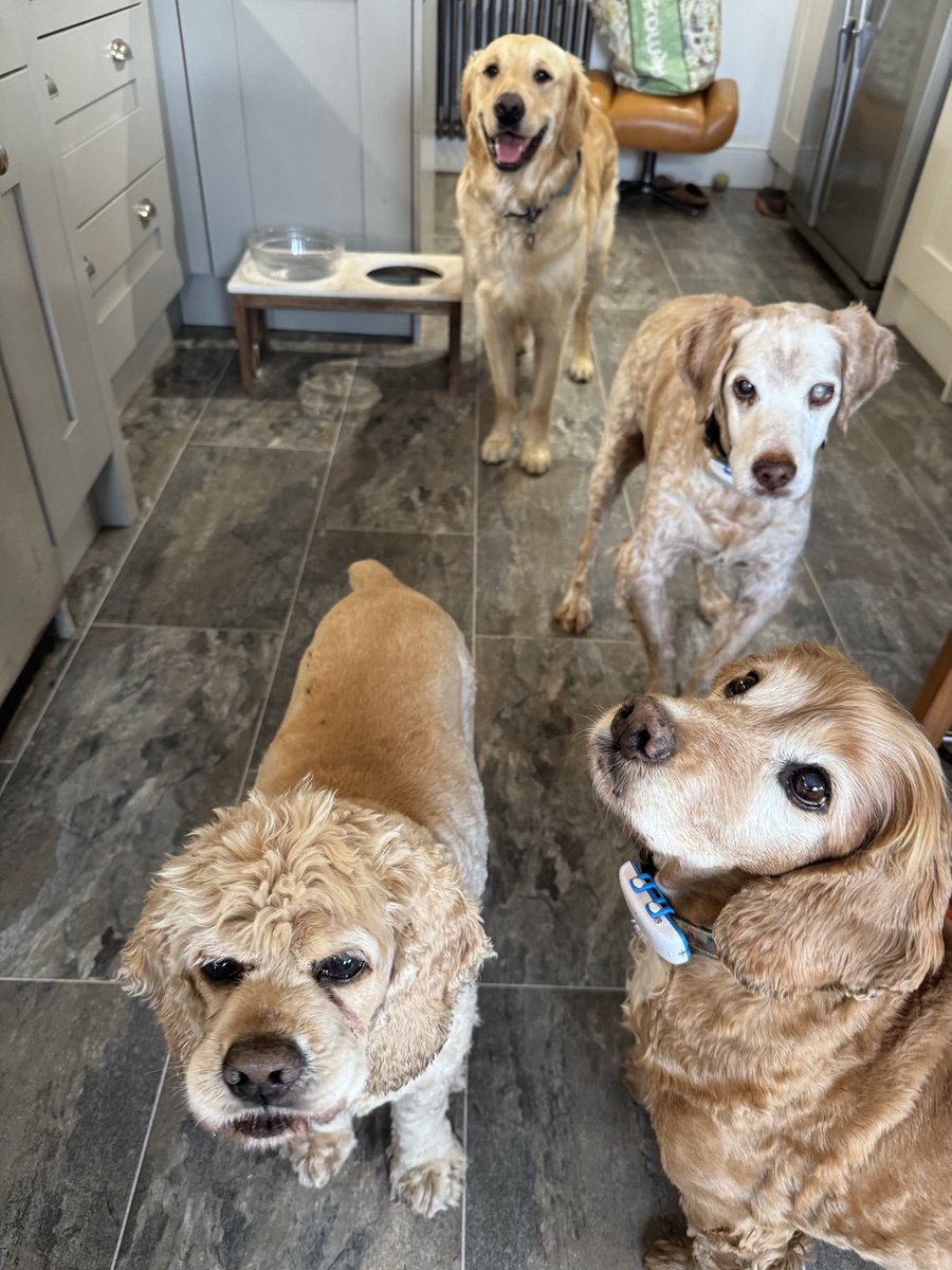 SpanielsSuper's tweet image. Dexter thinks the #TabletQueue  is the best part of the day #GoldenGang