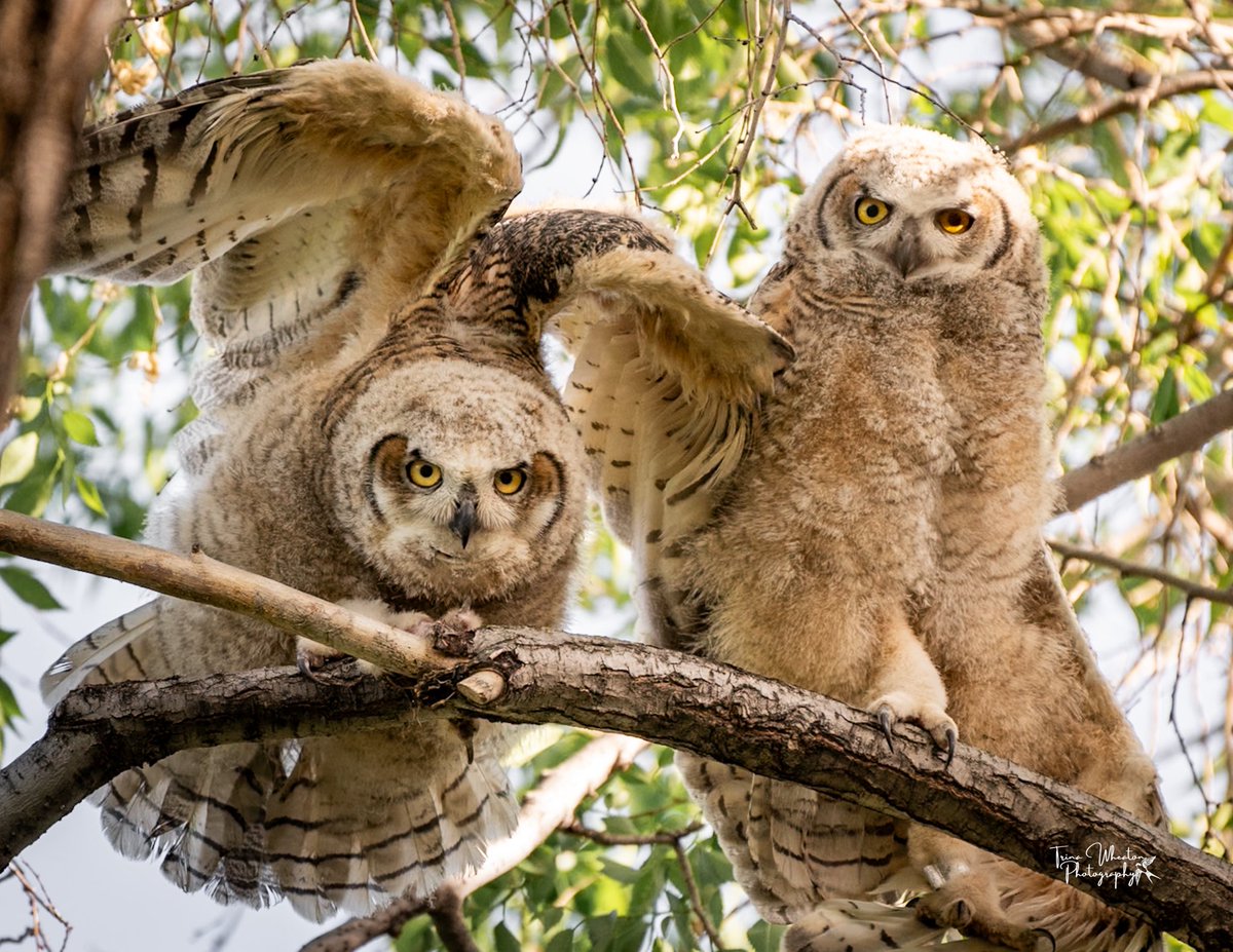 Great Horned owlets or fuzzy potato’s? lol 
#yeg #birdwatching #photography
