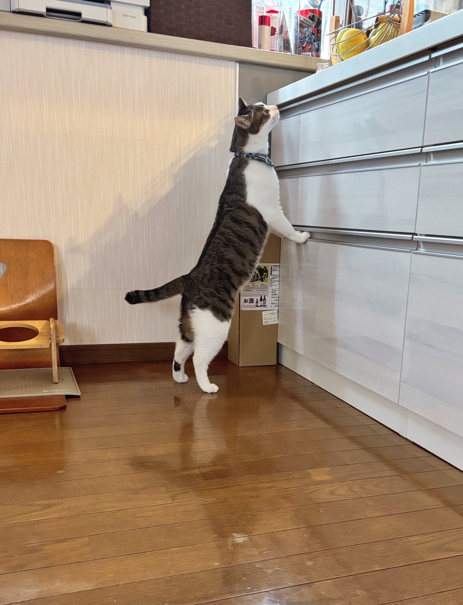 朝ご飯待ちの猫、かわいすぎて一生焦らしたい。