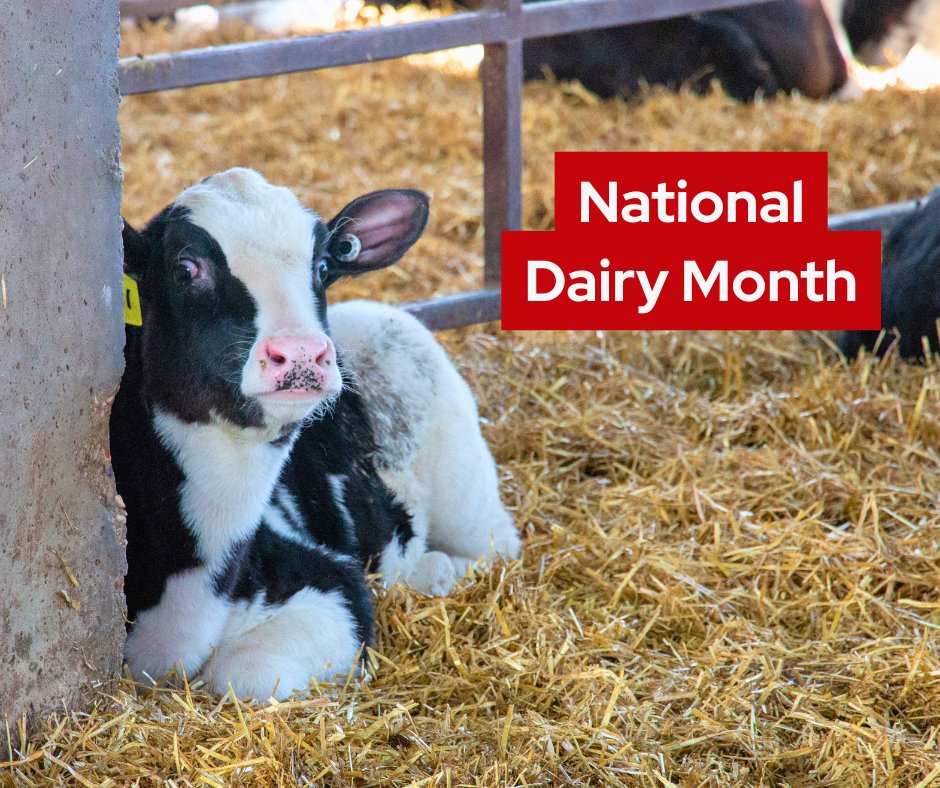 Our team at <a href="/uwvetmed/">UW School of Vet Med</a> plays a vital role in supporting Wisconsin’s dairy industry. I’m proud to celebrate their work and our school’s ongoing commitment to clinical excellence, outreach, and innovation in dairy medicine and herd management.