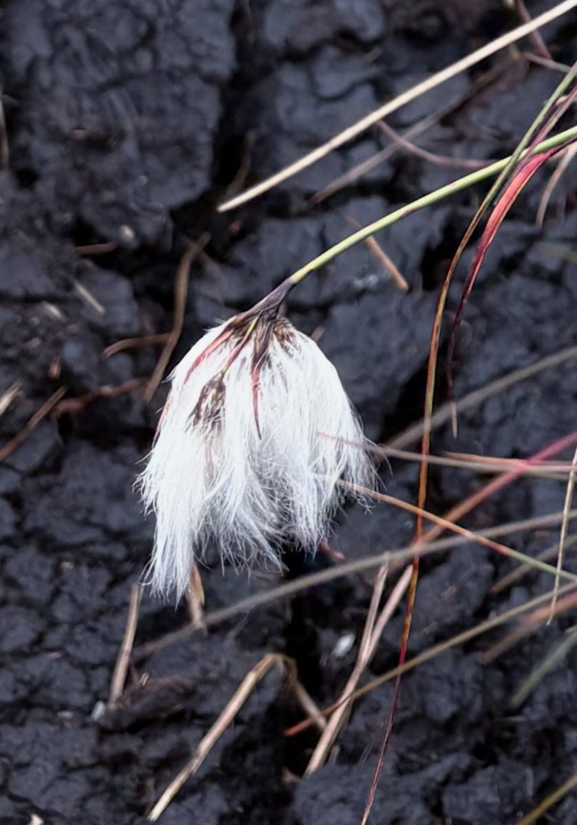 Michelle O Connell tweet media