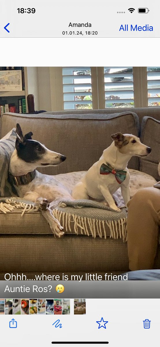 At 6pm I had to help my beloved 17 year old JRT, Kookie Monster, over the rainbow 🌈 bridge. Diagnosed with throat cancer this morning and rapid deterioration. Rescued at 1 year old and a great family dog. Run free.