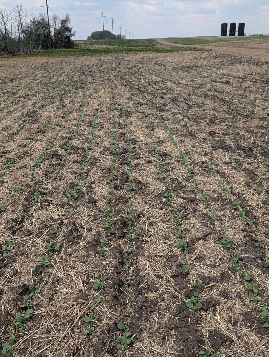 Driest field of canola on the farm, nice catch but needs a big drink soon