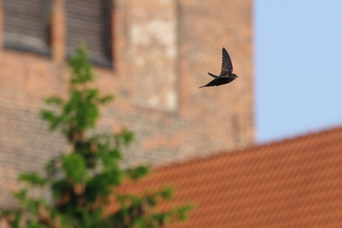 GraynaCiechano1's tweet image. 1000 km codziennie i nazajutrz nie jest zmęczony. #Jerzyk #ApusApus)