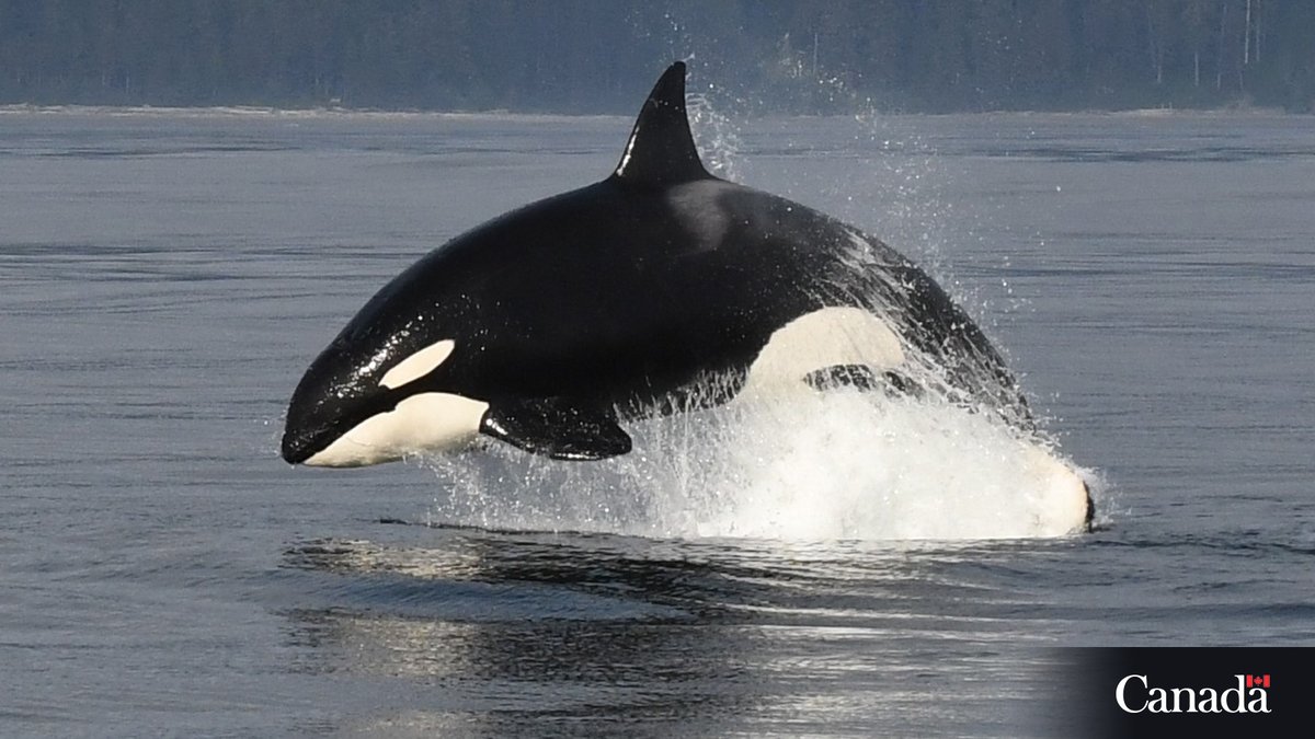 June is #OrcaActionMonth!
Review Canada’s marine mammal regulations to make sure you’re being whale wise! ow.ly/IPx250W2RVQ