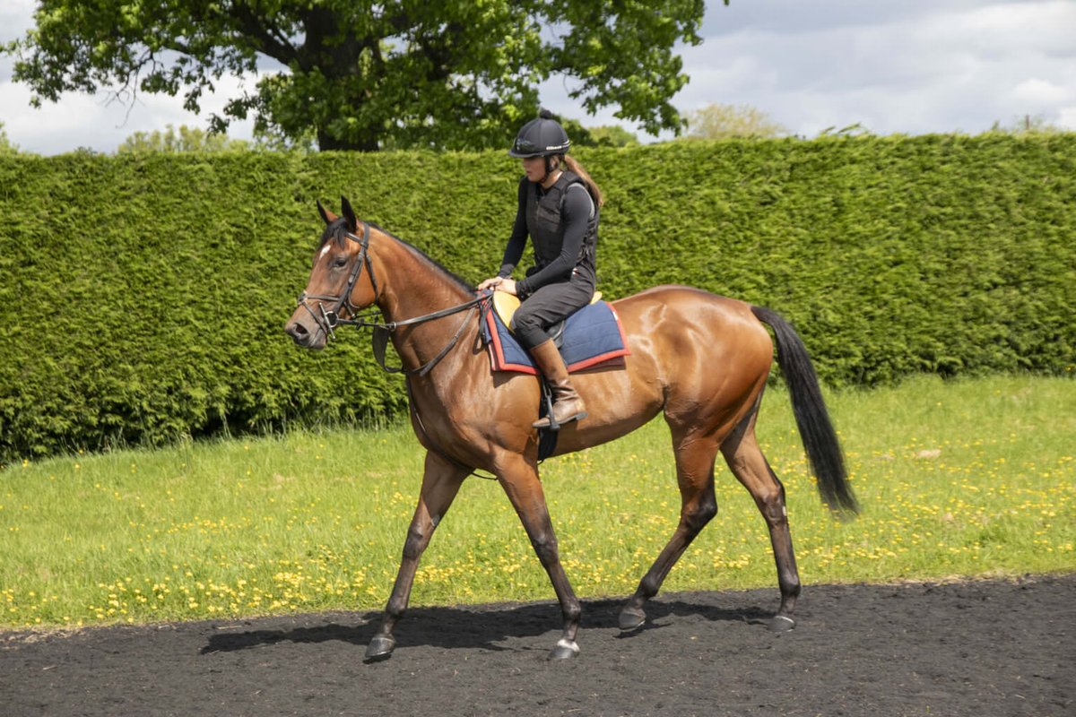 Ian Williams Racing (@ianwilliamsraci) on Twitter photo Betty Bassett made her handicap debut a winning one <a href="/WetherbyRaces/">Wetherby Racecourse</a> under an exemplary ride from <a href="/PMulrennan/">Paul Mulrennan</a> - he was patient with her early, got her racing up the rail from over a furlong down & then got her to put her head down on the line 👏 🏆
👇
bit.ly/30sz3Oy Betty Bassett made her handicap debut a winning one <a href="/WetherbyRaces/">Wetherby Racecourse</a> under an exemplary ride from <a href="/PMulrennan/">Paul Mulrennan</a> - he was patient with her early, got her racing up the rail from over a furlong down & then got her to put her head down on the line 👏 🏆
👇
bit.ly/30sz3Oy