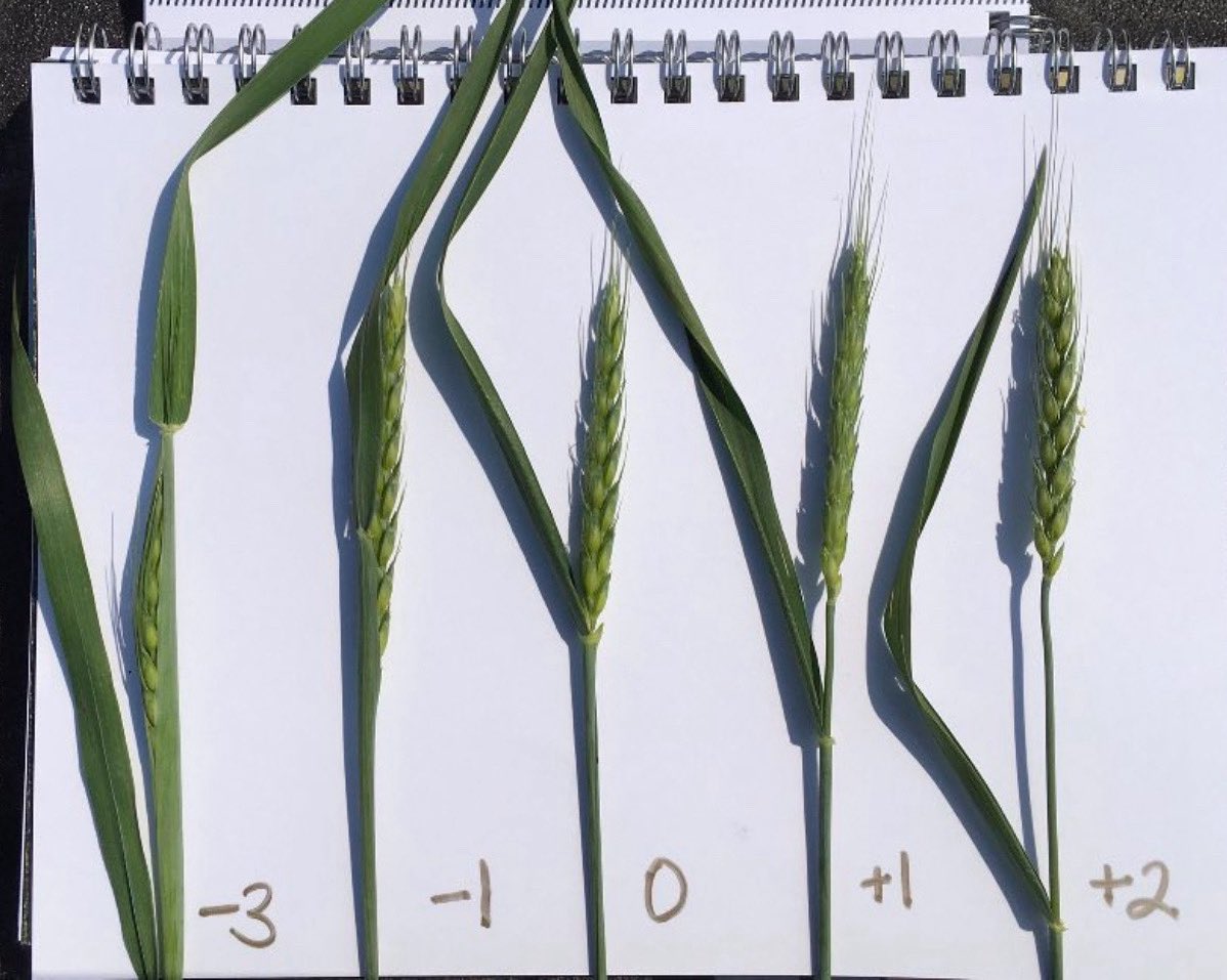 The cold weather has put the wheat a few days behind normal but we are still getting close to T3 timing!  Target when 75% of main stems are at Day +2 
#ProsaroPro #Scout25