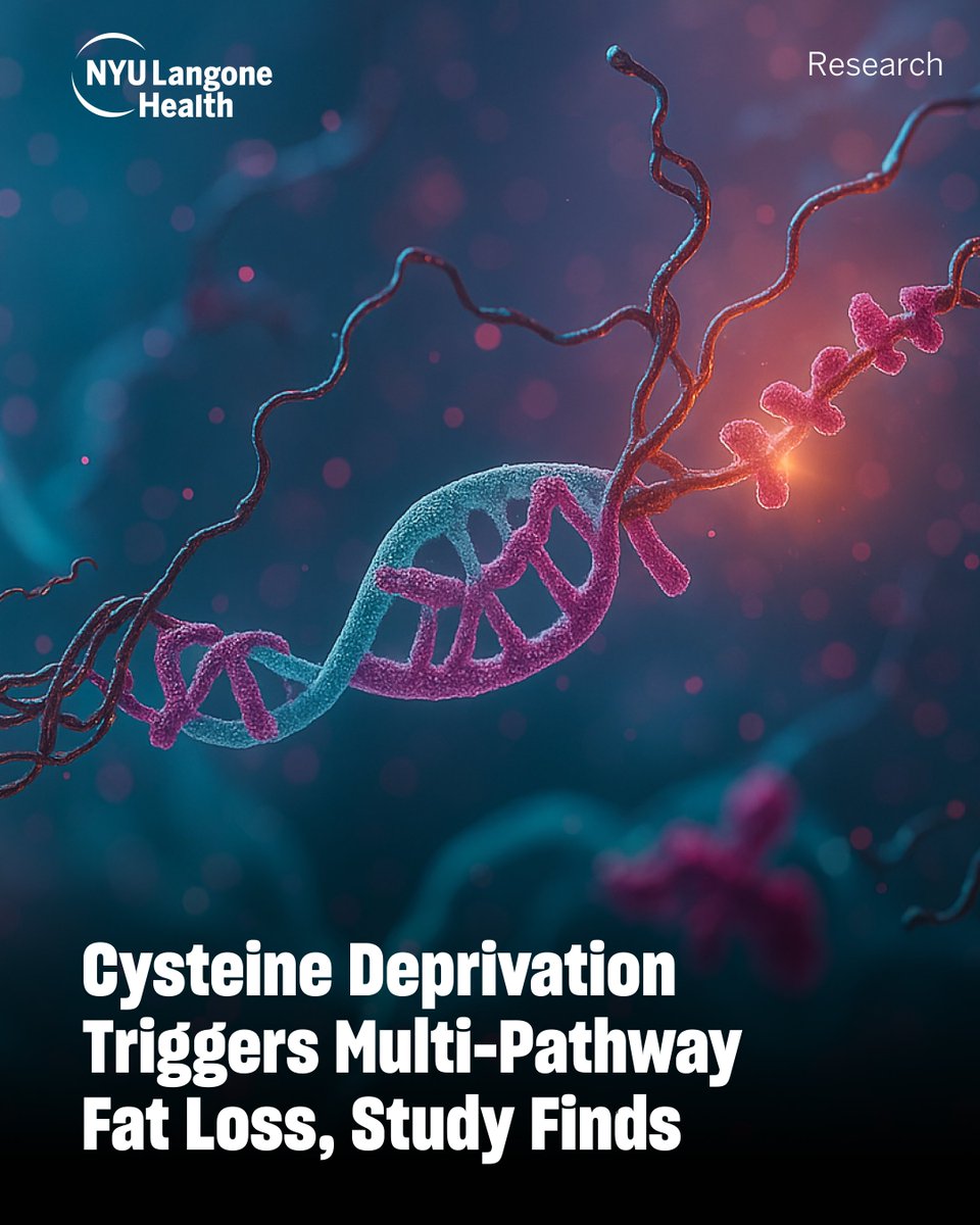 NYU Grossman School of Medicine (@nyugrossman) on Twitter photo New in <a href="/Nature/">nature</a>: Cysteine deprivation led to 30% weight loss in mice by disrupting key energy pathways and triggering fat-burning responses. Findings reveal a novel metabolic mechanism with potential implications for future obesity therapies. 
Read more: nature.com/articles/s4158… New in <a href="/Nature/">nature</a>: Cysteine deprivation led to 30% weight loss in mice by disrupting key energy pathways and triggering fat-burning responses. Findings reveal a novel metabolic mechanism with potential implications for future obesity therapies. 
Read more: nature.com/articles/s4158…