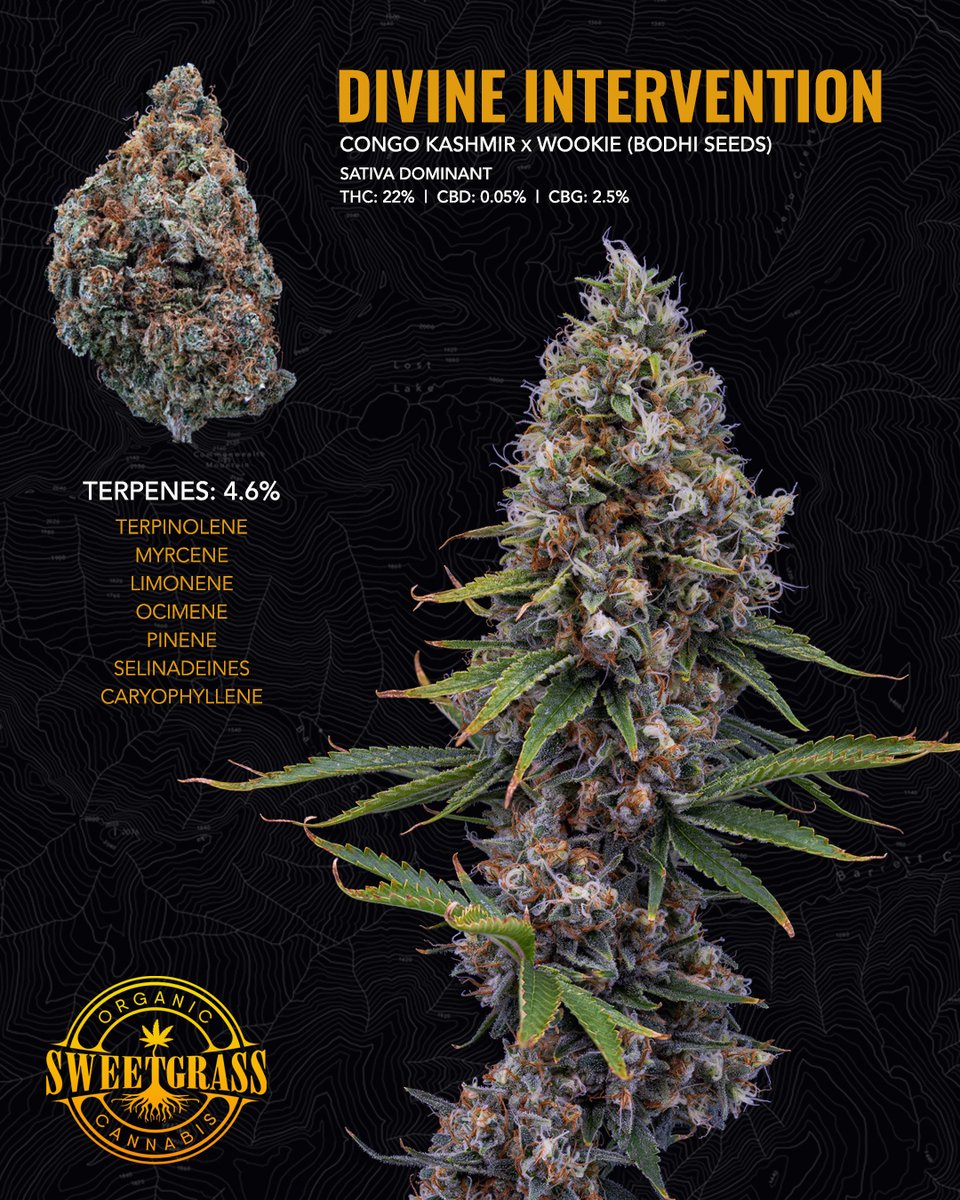 We're stoked on this one. High in terps, lower on THC and has a goodly amount of CBG in it. Smell is amazing and it smokes like a dream. Coming soon to BC...