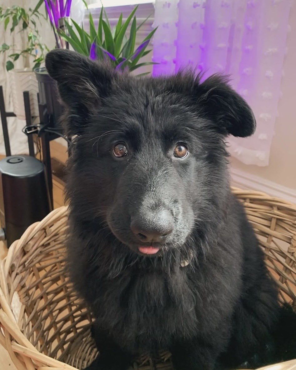 dog_rates's tweet photo. This is Koda. He is approximately 70% fluffy and 30% floppy. An ideal ratio. 13/10 would pet enthusiastically https://t.co/WQJUGQsqHz