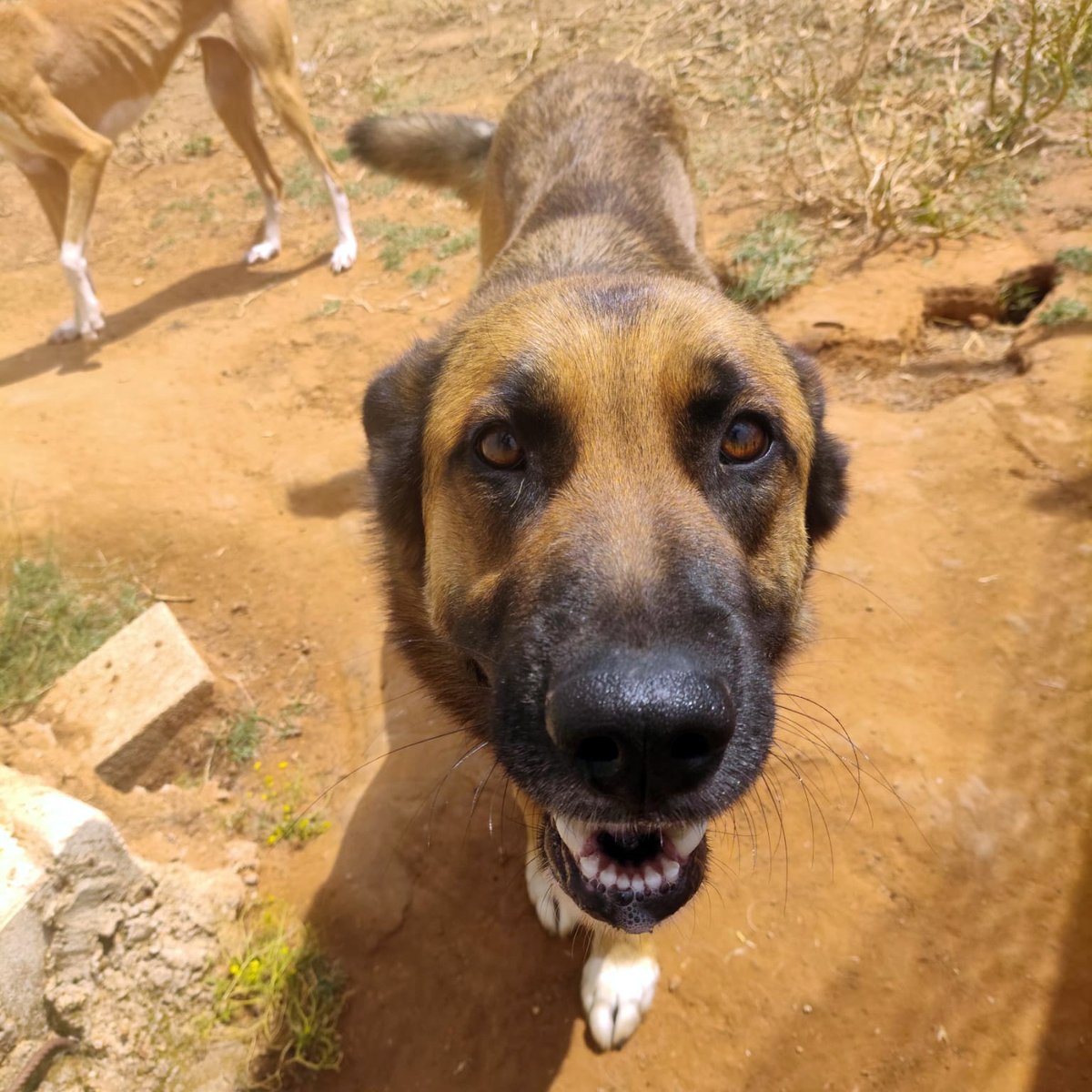 Mufasa 🐕 andaba suelto por las calles de una urbanización, vivía en una parcela a la cual no iban a diario y sin ningún tipo de vigilancia. Es un cruce de #PastorAlemán, muy cariñoso, activo y fuertote.
ADÓPTALO en <a href="/amigosdebingo/">Los amigos de Bingo 💜🐾</a> en #Sevilla, más info en bit.ly/3N0bRMx