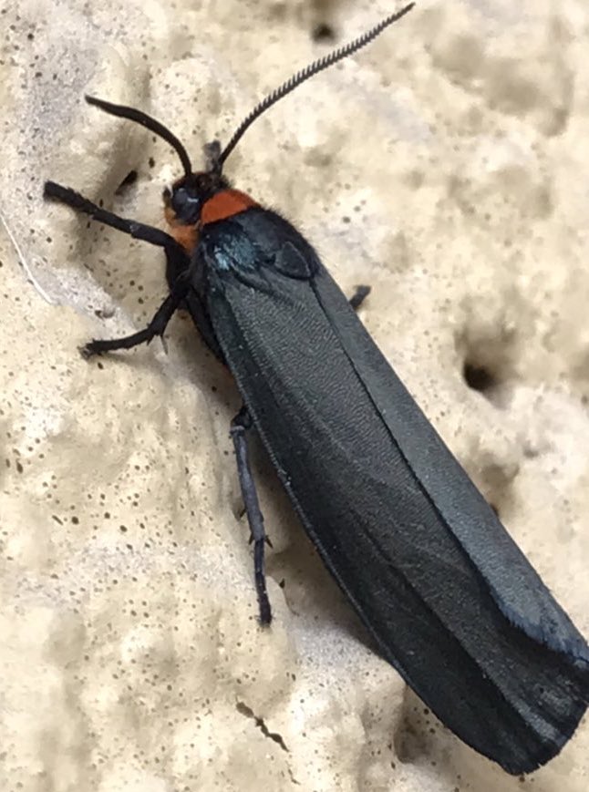 Bichodatos (@bichodatos) on Twitter photo Hola bichodatero, parece Inopsis imitata o alguna especie cercana, parte de la familia de los Erebidae. Esta polilla es peculiar por el brillo metálico de sus alas (aunque no se aprecia bien en tu imagen). Las antenas aserradas indican que se trata de un macho. 📸: .<a href="/ignazspain/">ignazoriginalversion</a>. Hola bichodatero, parece Inopsis imitata o alguna especie cercana, parte de la familia de los Erebidae. Esta polilla es peculiar por el brillo metálico de sus alas (aunque no se aprecia bien en tu imagen). Las antenas aserradas indican que se trata de un macho. 📸: .<a href="/ignazspain/">ignazoriginalversion</a>.