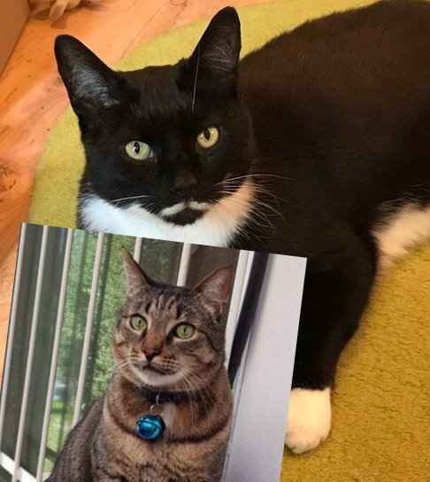 Moustache Cat tweet media