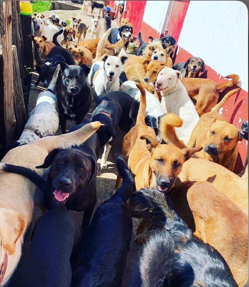 RefugiOceaniCAN's tweet photo. Amigos!!! Madrinas y padrinos mágicos!! Dónde están???Necesitamos patitas generosas de ayuda para pagar nuestra renta. Por favor 🙏🏼 envíen patitas, todas suman… Les agradeceremos con todo el corazón. 🙏🏼🙏🏼🙏🏼🙏🏼🙏🏼🙏🏼💜🐶🐾

Se puede ayudar a la siguiente cta BBVA débito: 
2973843610
Clabe 012180029738436107
N. de tarjeta 4152 3142 3557 3543
(Para depósitos en oxxo)
O
Cta Azteca 
5512 3823 1364 0437 
clabe
127180013445630838 
Tarjeta 
5512382426198034
a nombre de Areli
https://t.co/1pRdLdaRx7: https://t.co/KLgJGX5F28
millones de gracias y bendiciones!!!