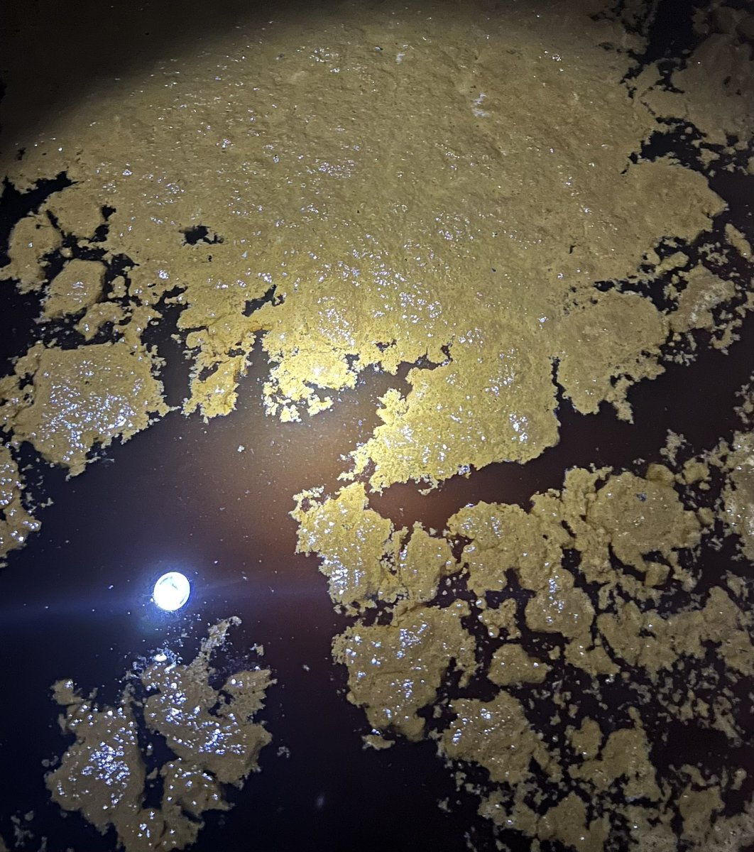 RealAPRU_NEWS's tweet photo. Phase three of our aqueous process and it is looking great. $APRU #doinitright #themissingelementyouneed #apple #applerush #kratom https://t.co/tCtsqLxKLh