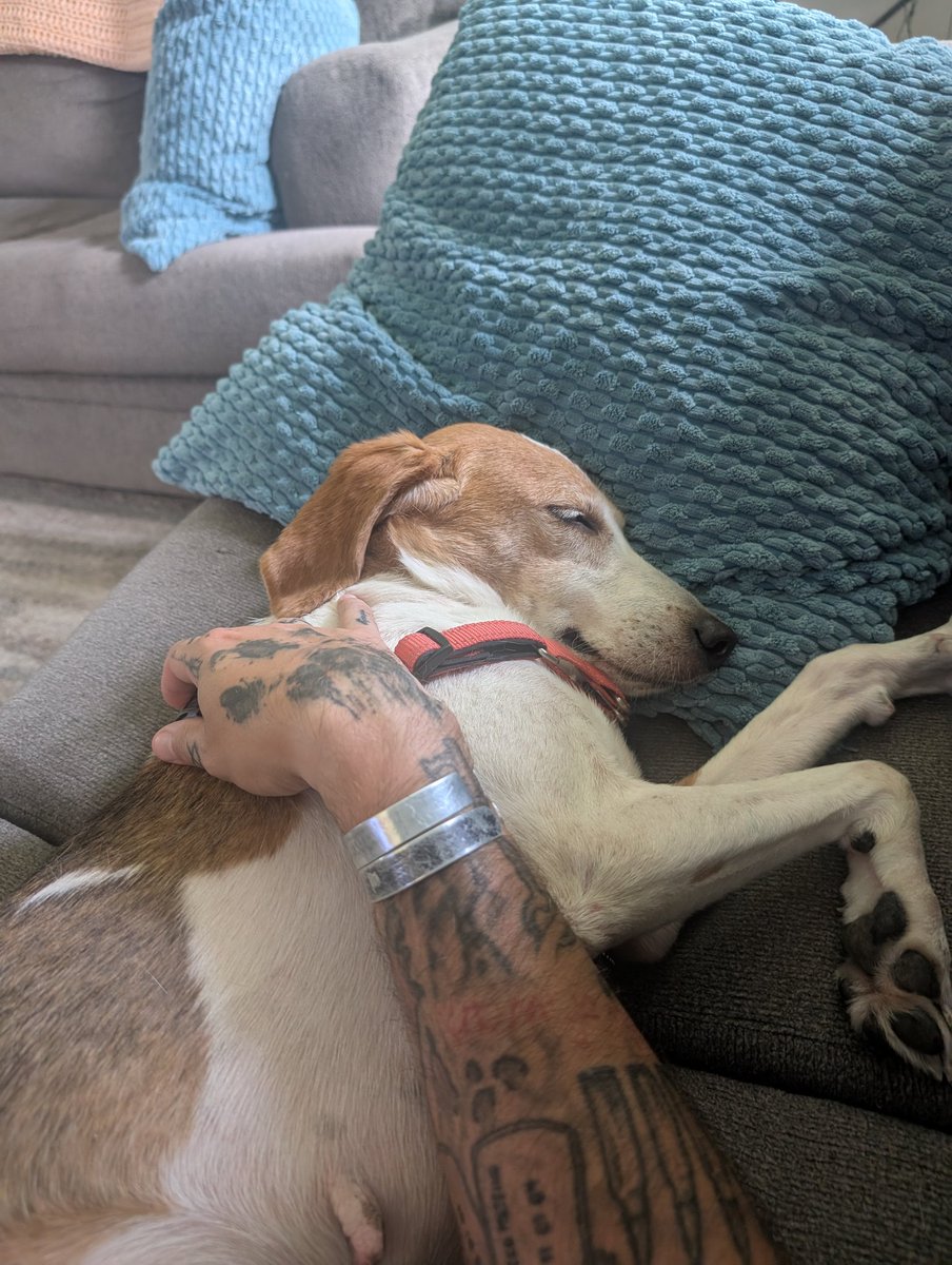 n7nar0sis's tweet image. Shelter dog got a home today and my other dog Paisely has a friend again. She's been miserable since we lost our Corgi.