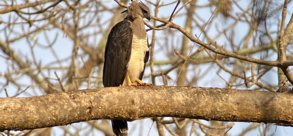 GlobalBirdingS's tweet photo. One of my favorite bird cams! Arrange a visit to Canopy Lodge, Panamá. Email globalbirdingservices@gmail.com.
https://t.co/0CAfKHrrJc

#birdsoftwitter #birdsworld #Panama #Panamabirds #adventure #eBird #rarebirds #Beckysangels #CDTVライブライブ #4EVE #LOrealParisTHxBecky #BINI https://t.co/8mR4gxIAFM