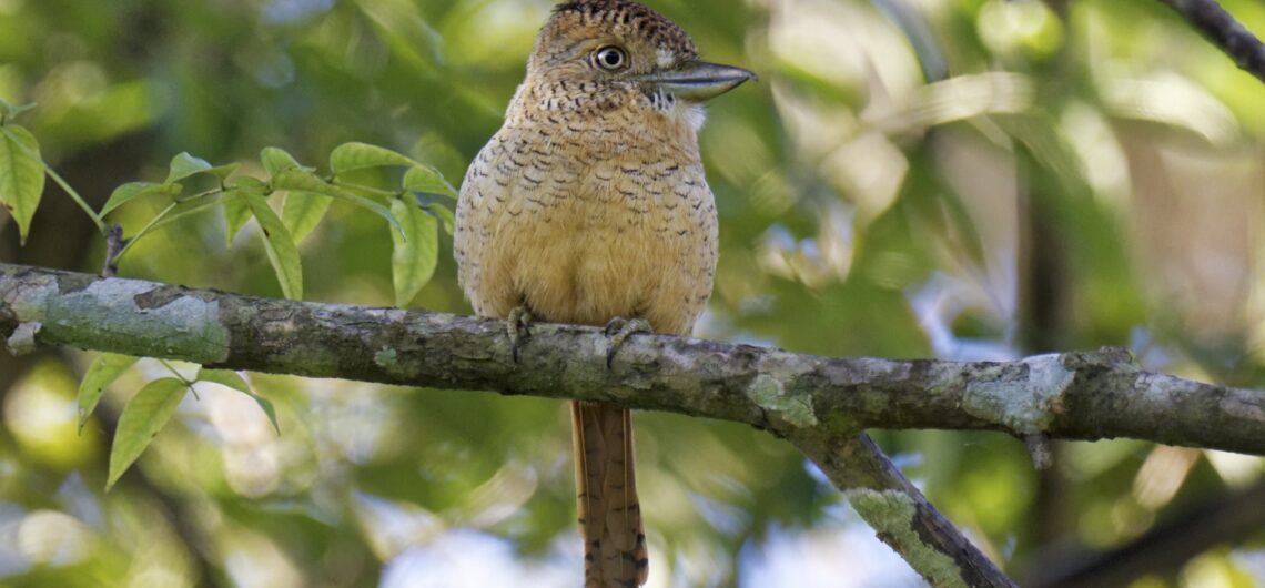 GlobalBirdingS's tweet photo. One of my favorite bird cams! Arrange a visit to Canopy Lodge, Panamá. Email globalbirdingservices@gmail.com.
https://t.co/0CAfKHrrJc

#birdsoftwitter #birdsworld #Panama #Panamabirds #adventure #eBird #rarebirds #Beckysangels #CDTVライブライブ #4EVE #LOrealParisTHxBecky #BINI https://t.co/8mR4gxIAFM