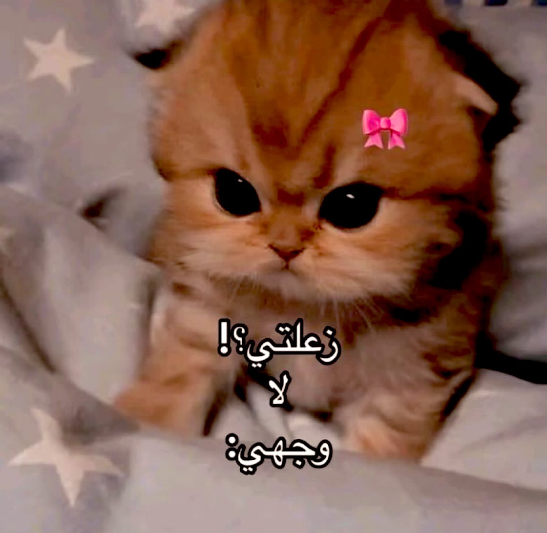 Egyptianmemees's tweet photo. https://t.co/rJFST0ocYe