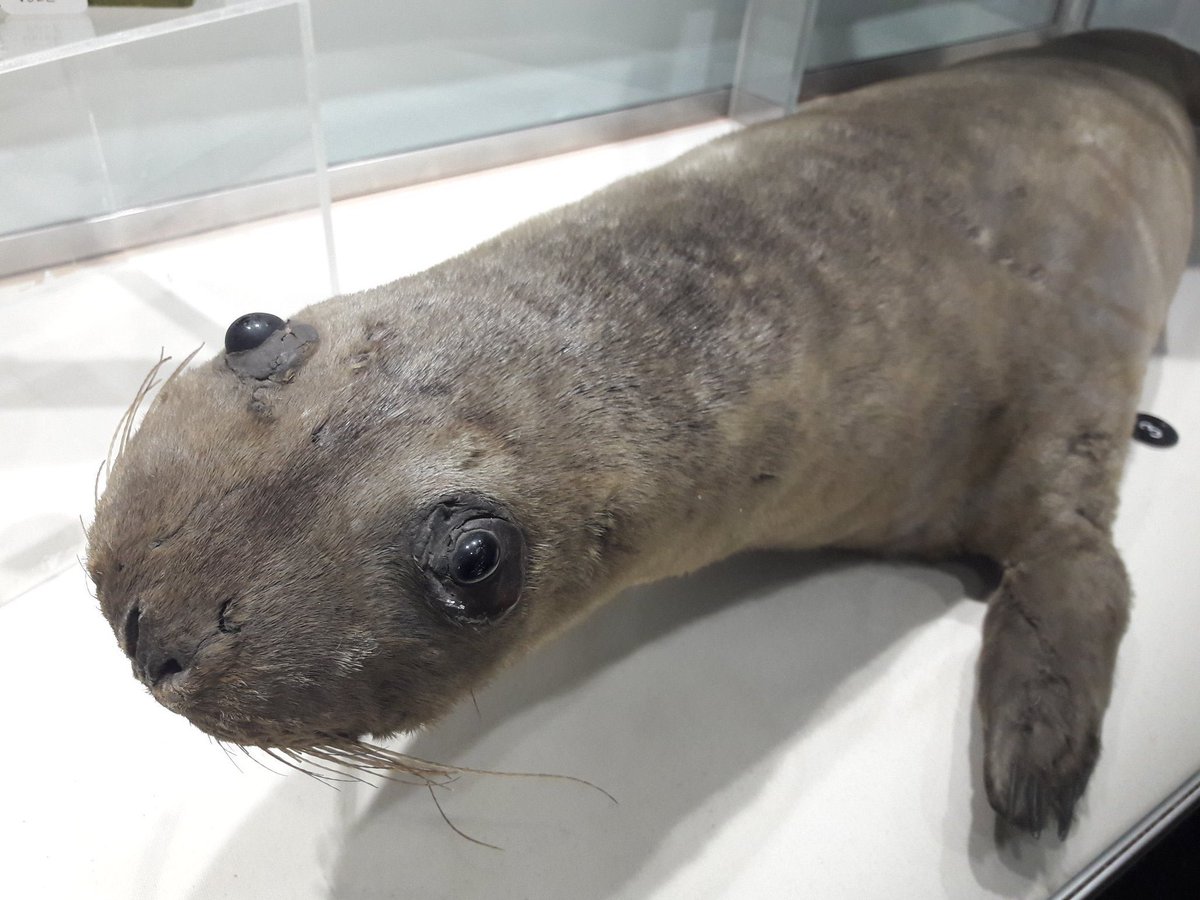 tivent_1's tweet image. THIS IS MEANT TO BE A SEAL????? WHAT THE HELL????