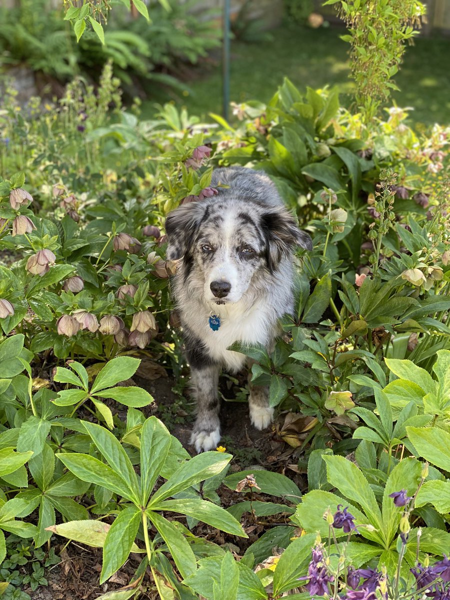 Today, yard work with my best furry friend, “Blue,” 14 years young.