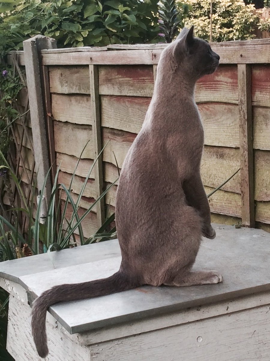 First up tonight is Mischa’s #mogyog #balance pose. What do you reckon ⁦<a href="/MrMoustacheCat/">Moustache Cat</a>⁩?