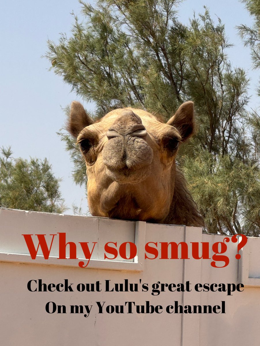 Camels are clever and funny and sometimes they are just crazy!! youtu.be/eJrToRa5aZo?si…