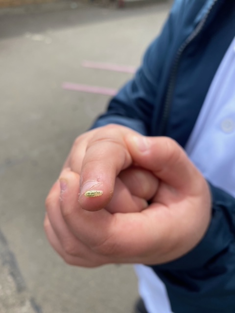 "Mrs Kerr I found a caterpillar!" 😀
P3KM were delighted when a member of our class spotted a tiny caterpillar in our playground this afternoon while exploring the life cycle of a butterfly. 
#outdoorlearning #outdoorclassroom #funoutdoors