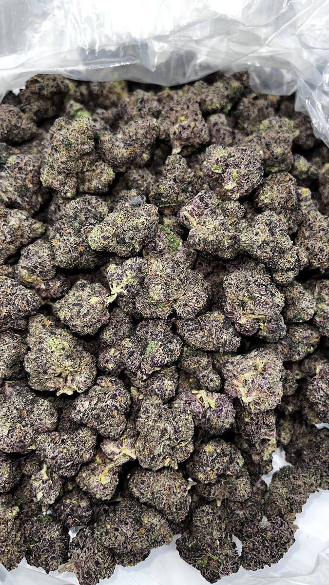 SONIC_CHRONICS's tweet image. 🫐BLUEBERRY KUSH 🫐