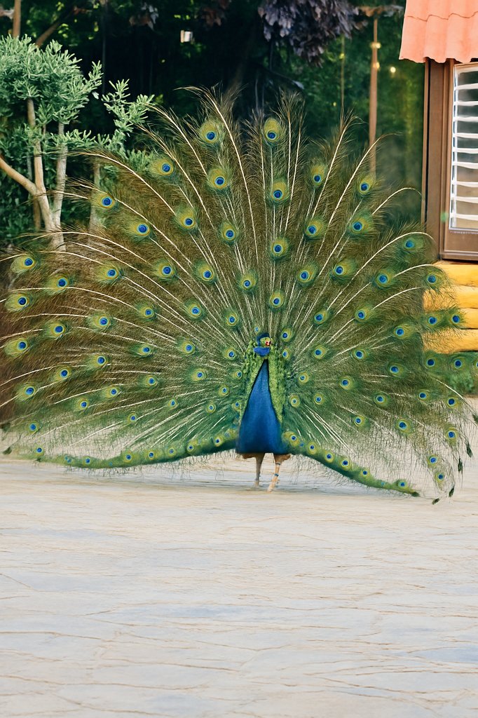 PapatyaSiBELL's tweet image. Doğa her detayıyla sanat yapar; biz sadece bakarız.Güzellik, fark edilmek için çaba göstermez.🦚🤍
#Renklerindili  #gözalıcı #Tavuskuşu #DoğanınSanatı
#Zarafet #Doğadanİlham
#GüzelliğinTanımı #PozunKralı
#KendiniBilmek
#HavalıyımÇünküDoğalım
#GösterişVarSorunYok
#TüylerinEfendisi