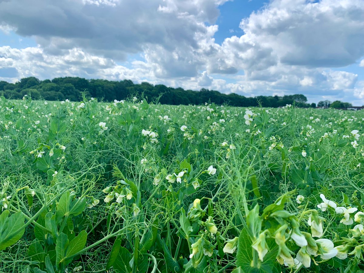Infield discussion with <a href="/passionforpeas/">Keith Costello</a> today to assess <a href="/SenovaLtd/">Senovaltd</a> Kabuki. Aphids present but no pea moth. Good rooting depth with active nodules. Well into flowering &amp; pod set. #bentfieldburyfarms #harvest25