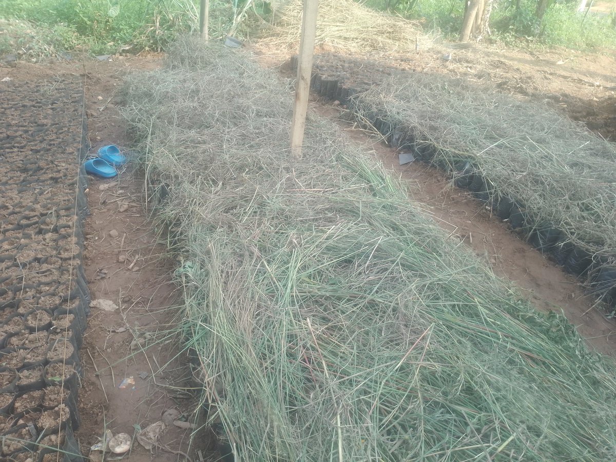 EricRukund0's tweet photo. Be ready! @NSolutionsLtd is ready to serve you very soon. Book your quality seedlings through the DM of @NSolutionsLtd or call, watsap +250789733923. https://t.co/TCwYtImBW6