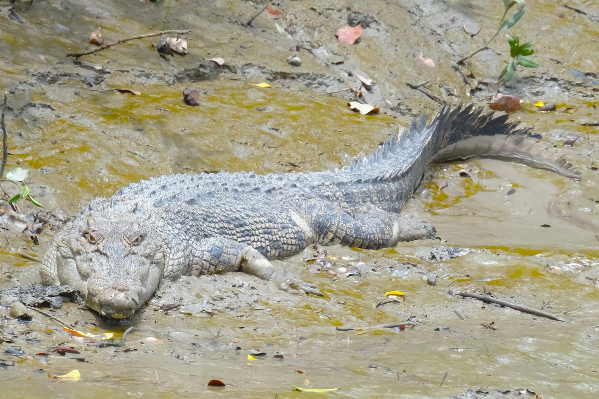 Croc, Proserpine River, Queensland, Australia