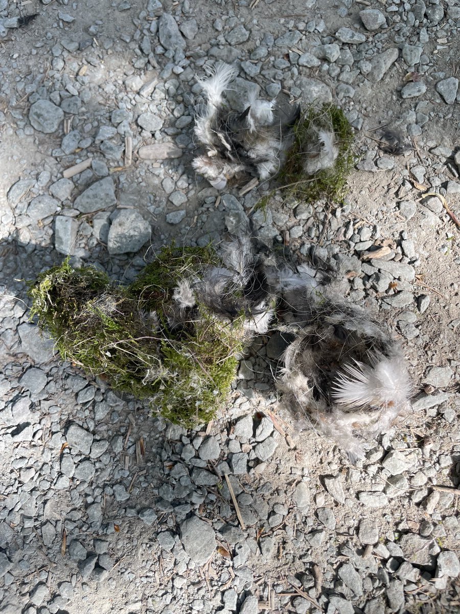 Yorkshire Lass 🐾🏊🏻‍♀️☕️🍰 tweet media